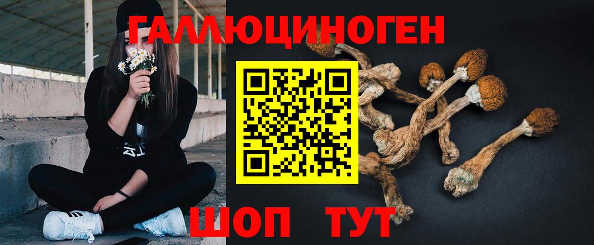 купить наркоту  Галлюциногенные грибы GOLDEN TEACHER  Вход с VPN  Новотроицк 
